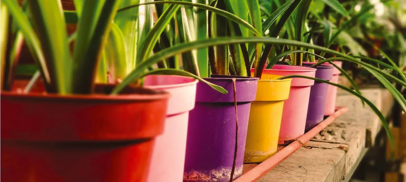 Plants growing in a row of colorful Propots pots on a greenhouse bench
