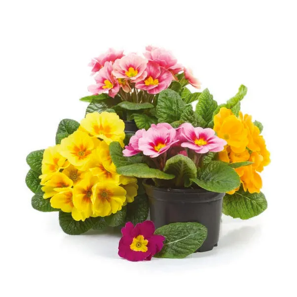 Primroses in a black Propots pot