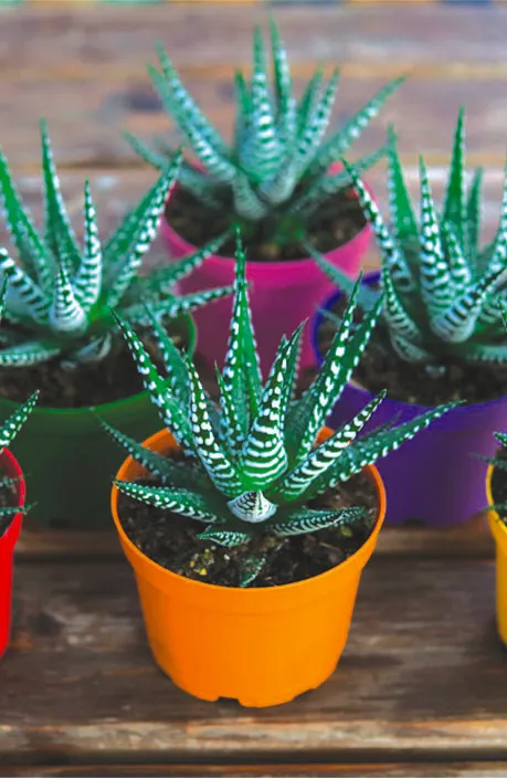 A zebra succulent planted in an orange Propots pot