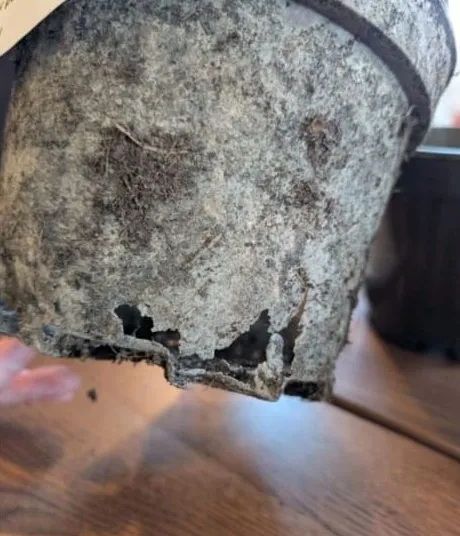 A pot wall softening and crumbling at its lower edge